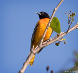 Bright Oriole