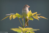 Symmetrical perch