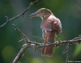 Active Thrasher