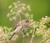 Sparrow and lace