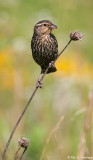 Perched Blackbird