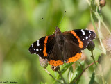 Red Admiral