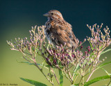 Bird and buds