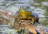 Frog on a log