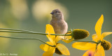 Alert juvenile finch