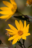 Maximilian sunflower