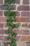 Ivy on brick 6340
