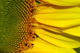 Sunflower 2768