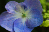 Hydrangea  9054