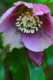 Lenten rose 4573