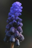 Grape hyacinth 4961