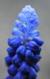 Grape hyacinth 4980