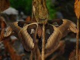 Attacus atlas