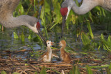 SHE  started it mom! ....................                        No  HE pushed me first Dad!