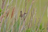 Marsh Wren