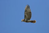 Red-tailed Hawk