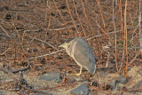 Black-crowned Night Heron