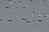 Glaucous Gull