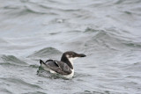 Razorbill