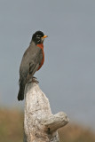 American Robin