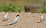 Least Terns