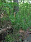 Cinnamon Fern (Osmunda cinnamomea)