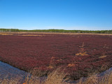 Cranberry Bog