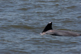 Bottlenose Dolphins