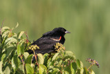 Red-winged Blackbird