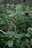 1.IMG_4097.JPG