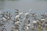 Egrets!