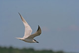 IMG_4800.JPG