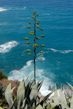 Agave, the Century Plant
