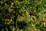 Lemon tree