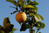 Limone