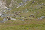 Ibex herd near the Rifugio