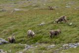 Ibex
