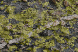 Lichen