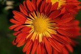 Chrysanthme_1024r.jpg