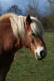 Bon profil_1318r.jpg