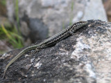 Mimtisme_8936r.jpg