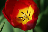 Tulipe_1451r.jpg