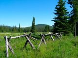 Meadow near Trillium Lake