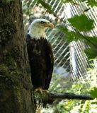 American Bald Eagle
