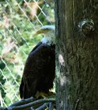 American Bald Eagle