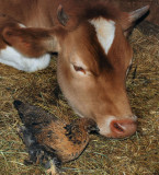 calf and chicken