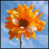 DSCF7579.JPG
