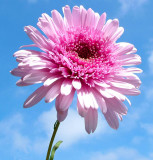 DSCF7587.JPG