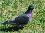 Pigeon