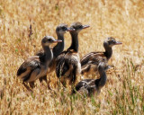Emu chicks